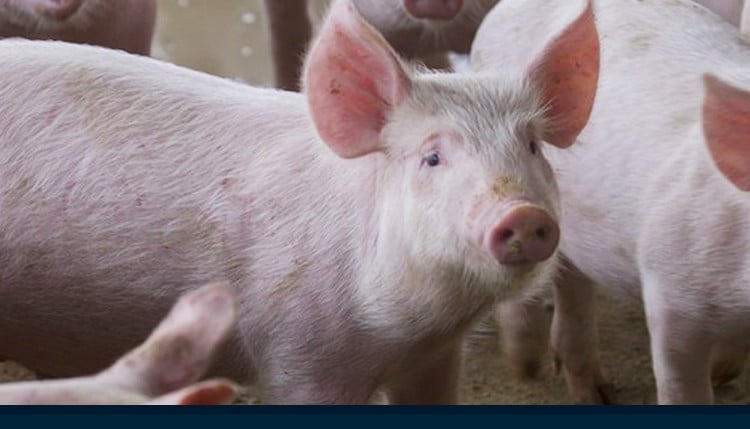 Você sabe quais critérios determinam a qualidade do sêmen suíno para inseminação?