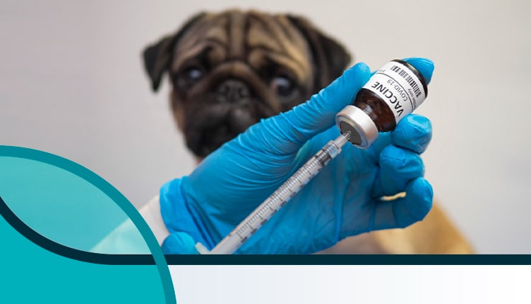 Conservação de vacinas veterinárias – os cuidados para não perder a eficácia dos produtos