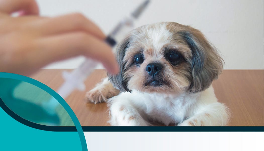 Vacina para pet – da aplicação ao armazenamento