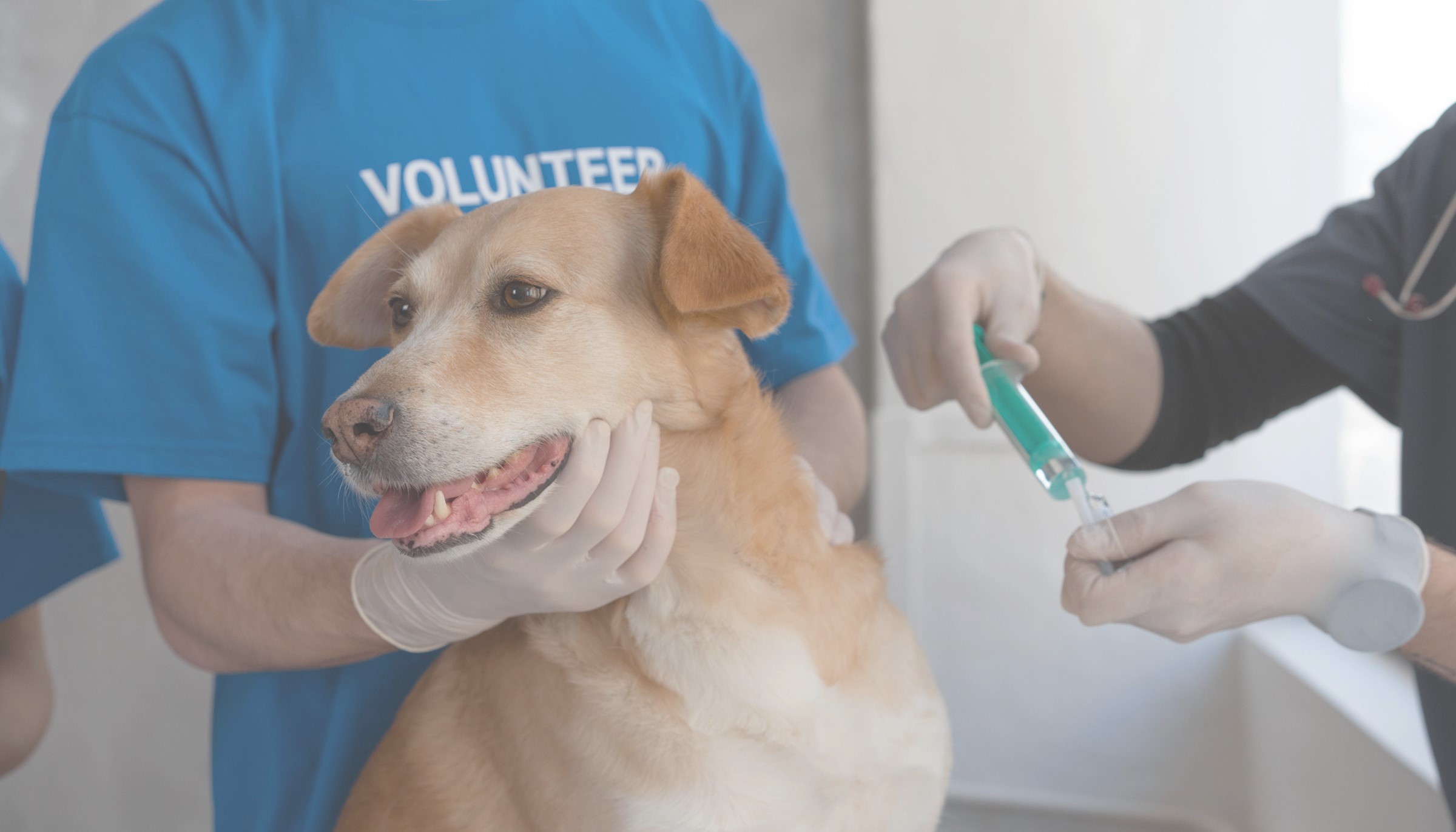 Dúvidas sobre a vacinação animal: compreenda a importância desse ato