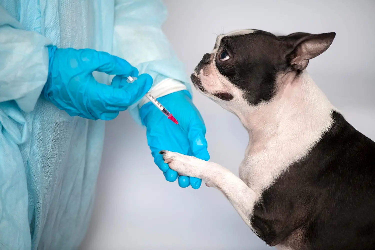 Câmara de conservação para vacina veterinária: saiba a temperatura ideal
