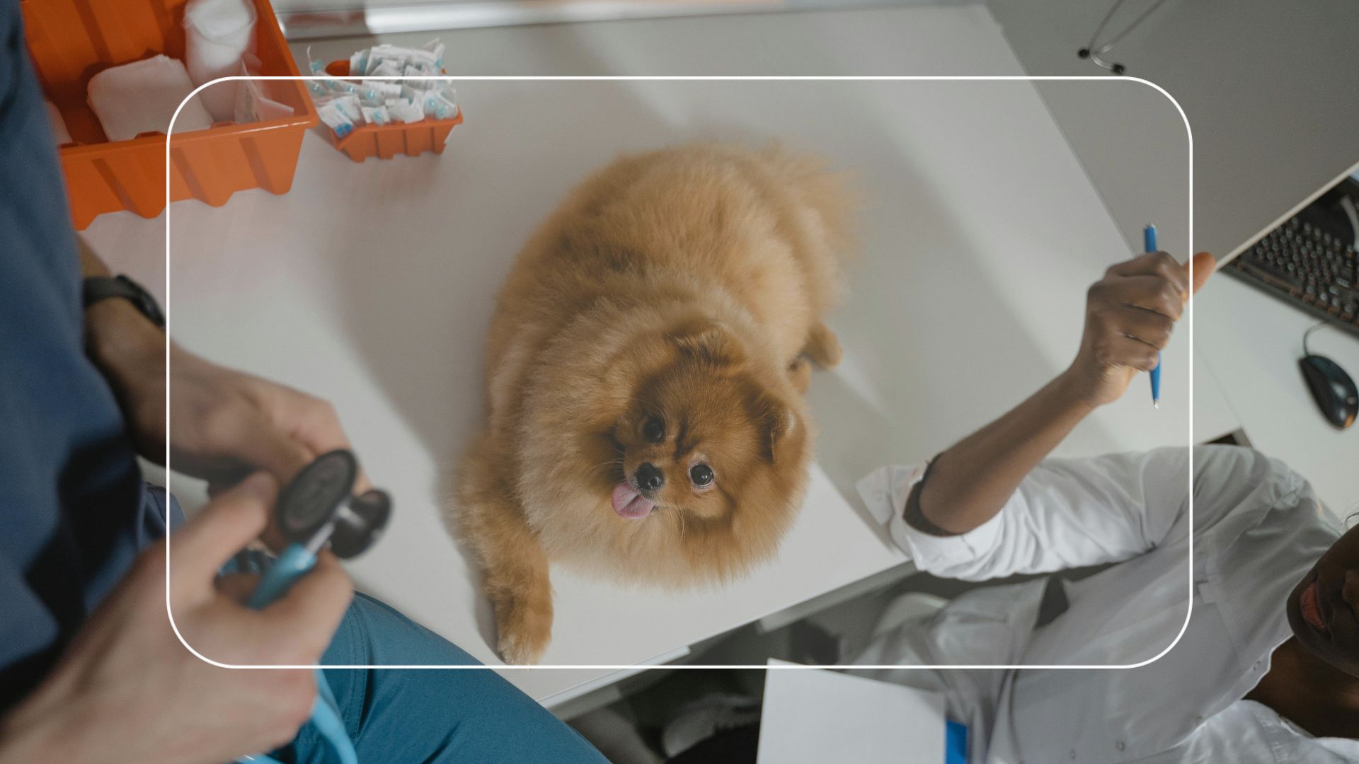 Medicamentos veterinários: inovações, atualizações e uso responsável