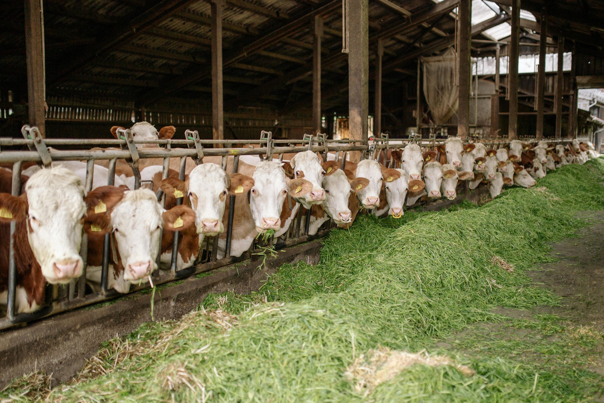 Como evitar perdas milionárias no setor agro e veterinário