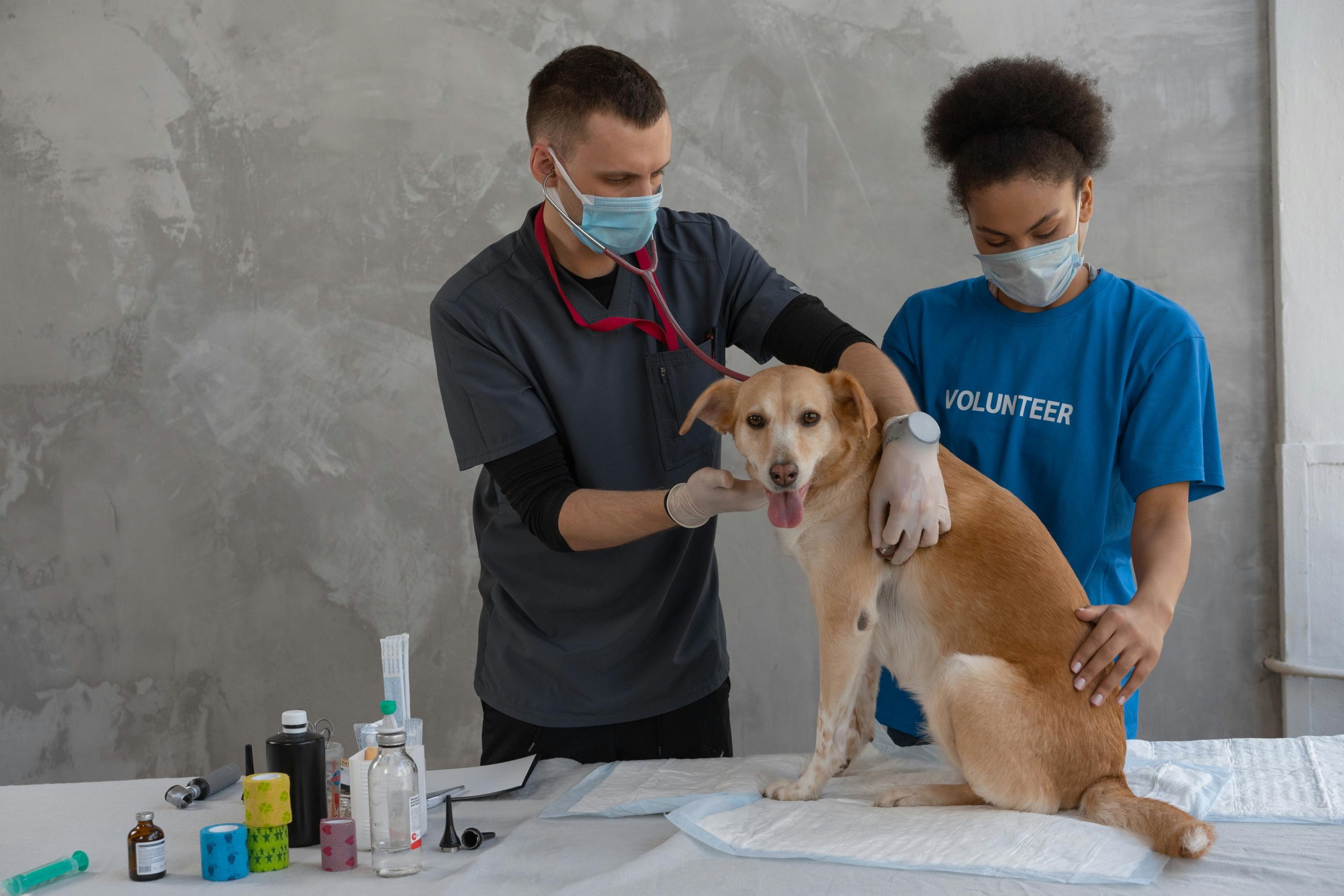 Armazenamento de vacinas veterinárias: os 5 erros mais comuns (e como evitá-los)
